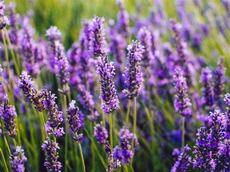 Harnessing Lavender's Anti-inflammatory Properties for Pain Relief